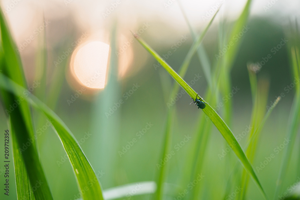 Fototapeta premium female feet in beach sand