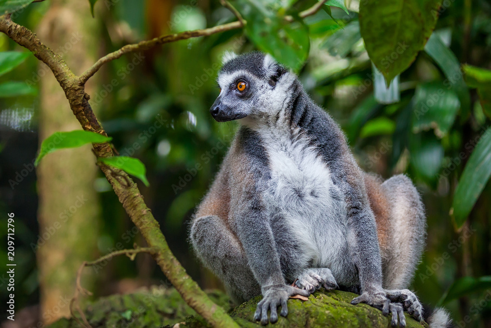 Obraz premium Close up Ring-tailed Lemur (Lemur catta)