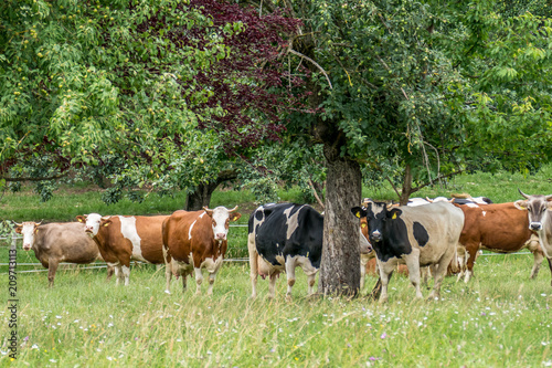 Rinder und Kühe auf der Weide © focus finder