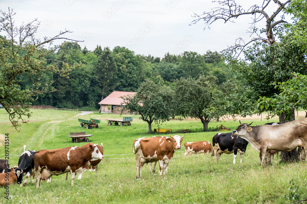 Rinder und Kühe auf der Weide