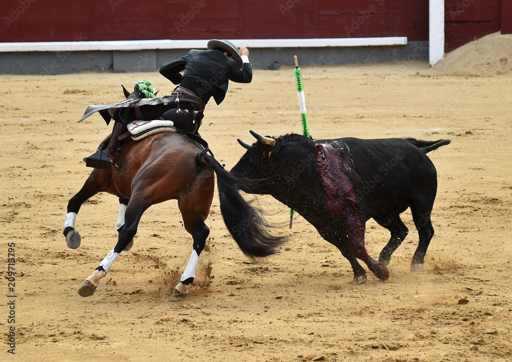 bullfight in spain with horse in bullring bullfight in spain with horse in bullring