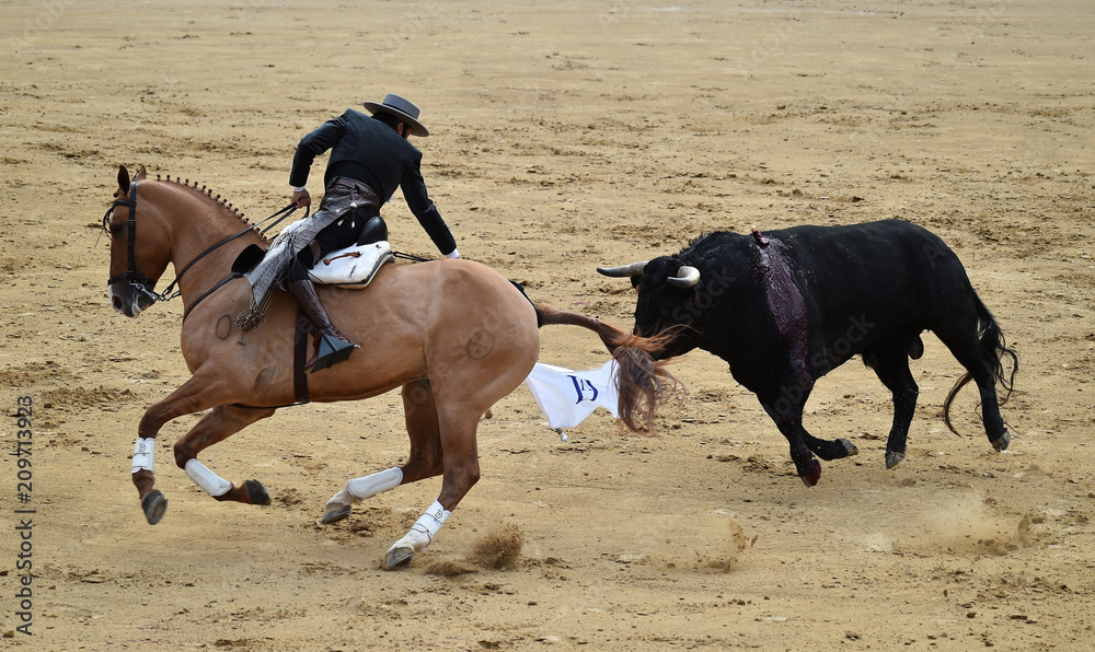 bullfight in spain with horse in bullring bullfight in spain with horse in bullring