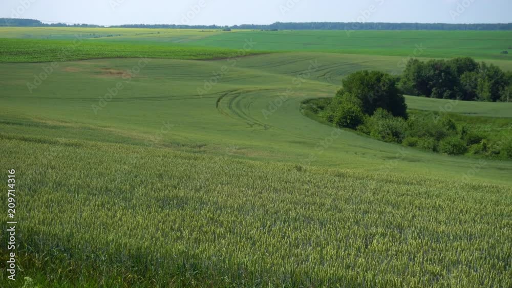 landscape view of a green wheat field landscape view of a green wheat field