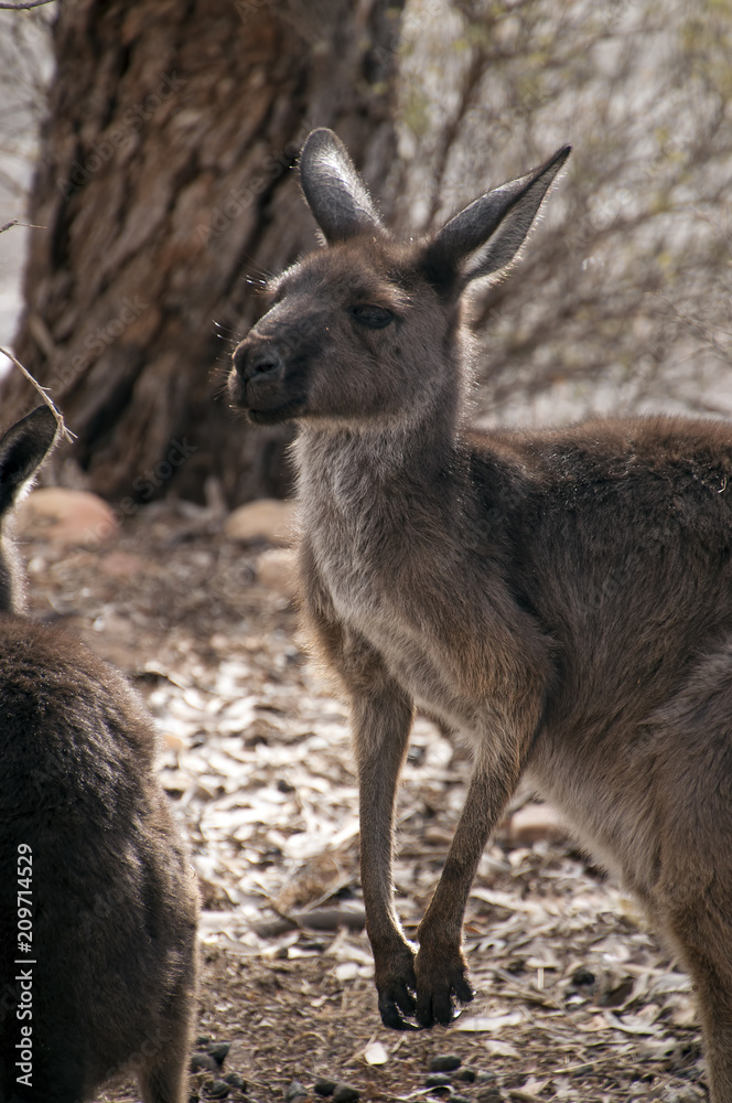 Wilpena South Australia,  Adult Kangaroo cautiously assessing surroundings