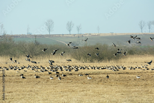 Flock of greylag geese resting on Polish fields on their way north in spring - some of them landing