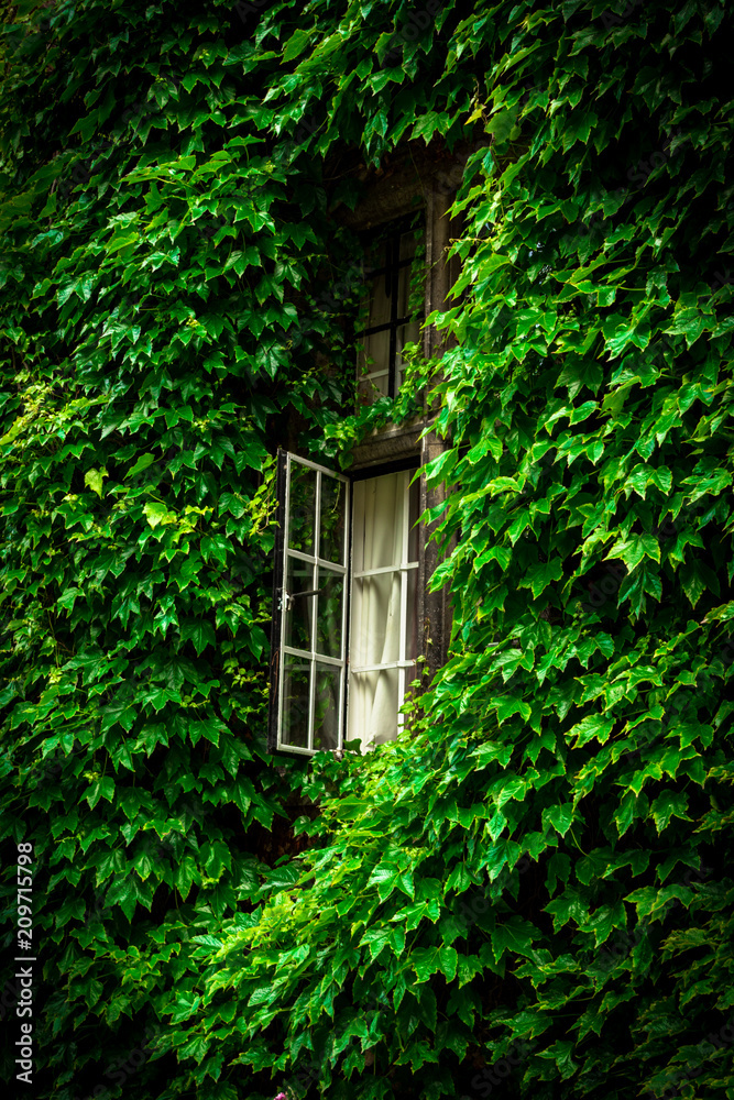 White window in foliage