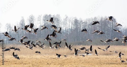Flock of greylag geese flying over fields in spring - leafless trees in the background