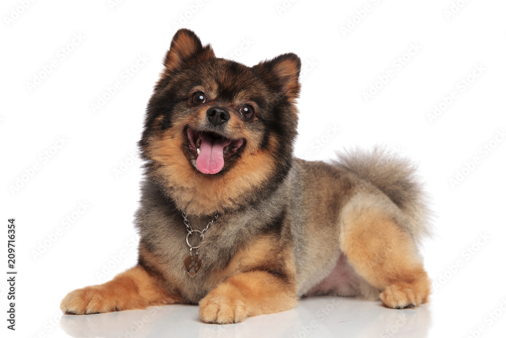 side view of lying brown pomeranian panting and looking up