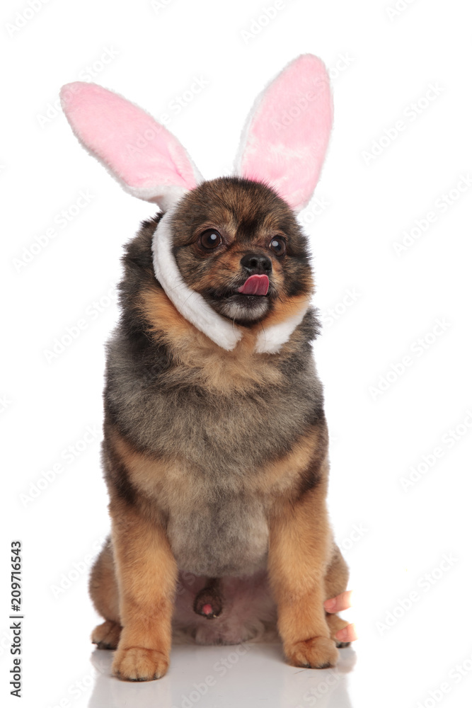 funny bunny pomeranian sitting with tongue exposed