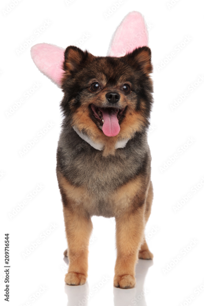 happy brown pom with easter bunny ears standing and panting