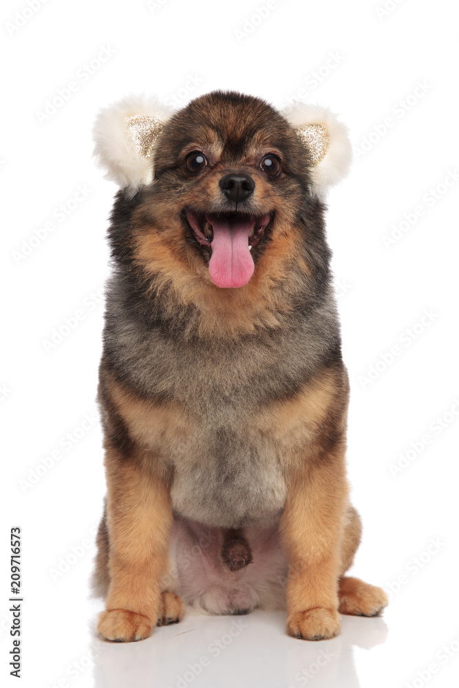 funny brown pomeranian with bear ears headband sitting funny brown pomeranian with bear ears headband sitting
