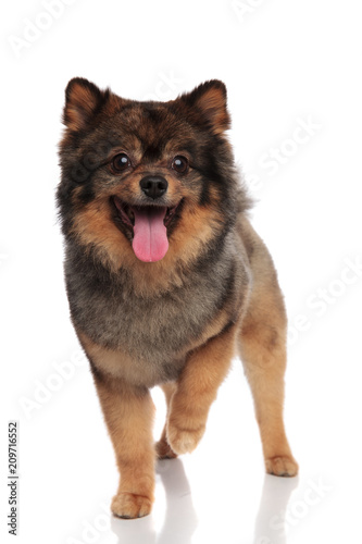 Fototapeta Naklejka Na Ścianę i Meble -  adorable brown pomeranian panting and walking