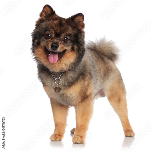 adorable pomeranian with necklace standing and panting