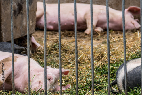 Ferkel im Stall photo