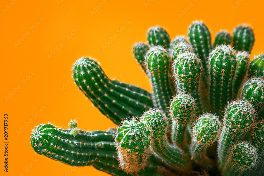 Cactus on bright colored background, selective focus. Creative design. Minimal art gallery. Fresh colors pastel trend.