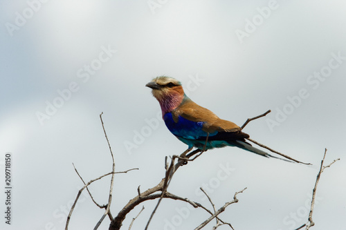 Lilacbreasted roller photo