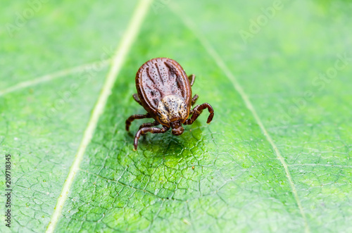 Encephalitis Virus or Lyme Disease or Monkey Fever Infected Tick Arachnid Insect on Leaf Macro