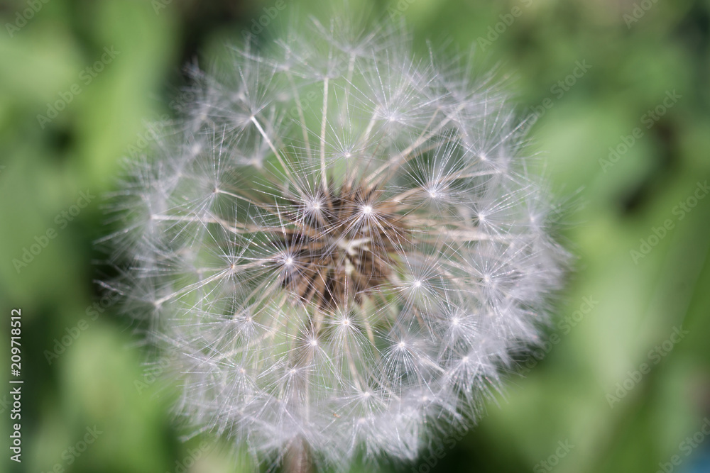 White dandelion macro White dandelion macro