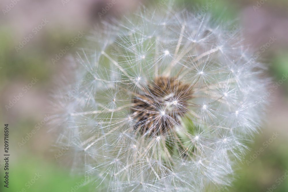 White dandelion macro