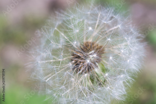 White dandelion macro