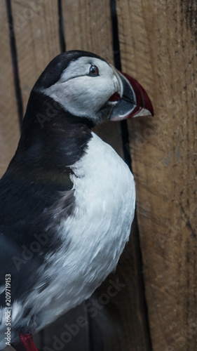 Stuffed Puffin bird in Iceland. Black and white with red beak animal