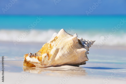 A large seashell on white sand on the shore of the emerald sea.
