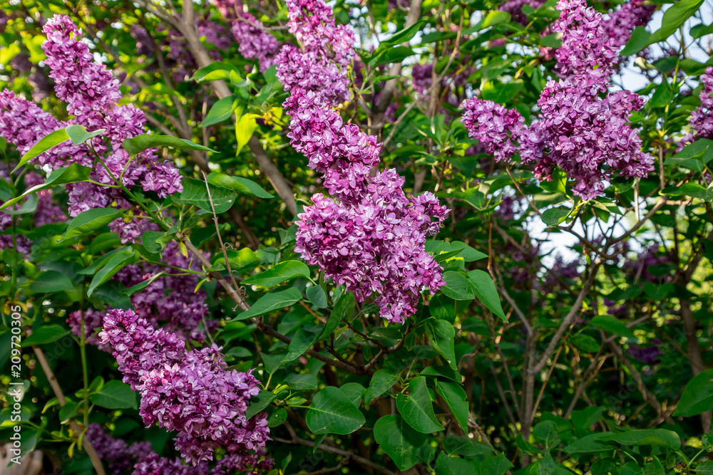 Fototapeta premium purple blooming lilac