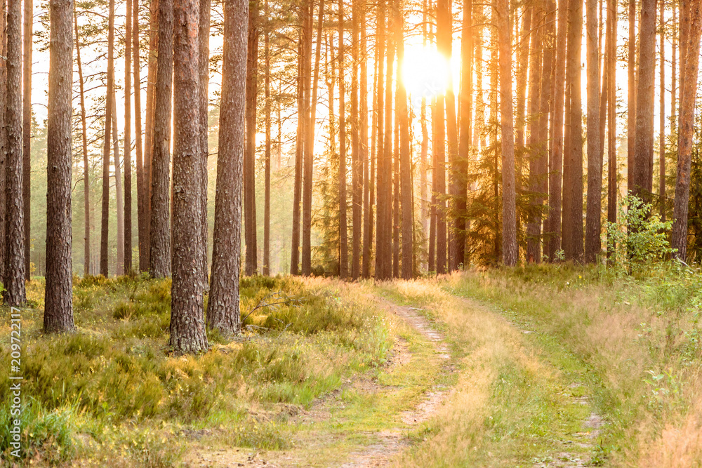 Obraz premium Forest trail