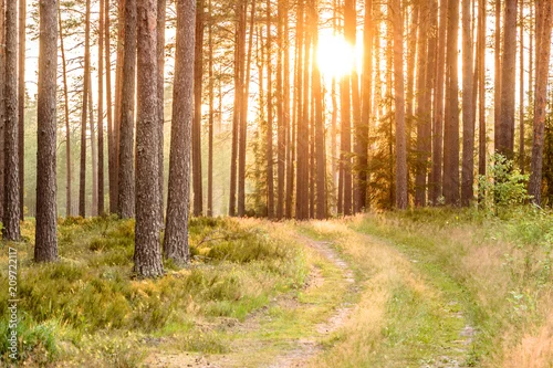 Obraz szlak leśny oświetlony słońcem