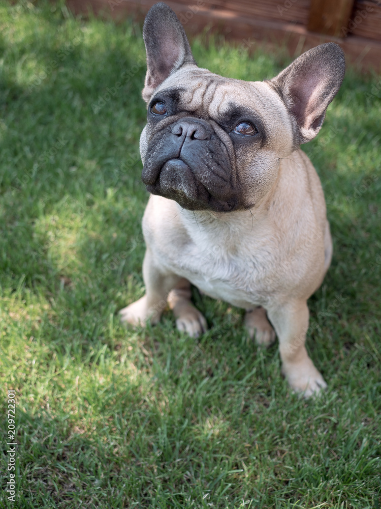 French bulldog sitting on the grass in the garden and looking at camera.