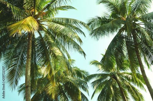 view from below on a tops of coconut green palms against the blue sky background..