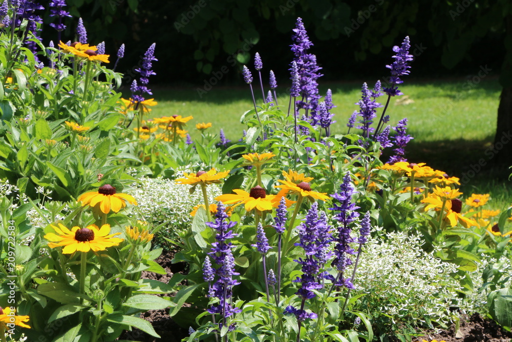 Summer Garden, Rudbeckia, Sommergarten, Garten blau-gelb, Schwarzäugige Rudbeckie (Rudbeckia hirta) und Gartensalbei