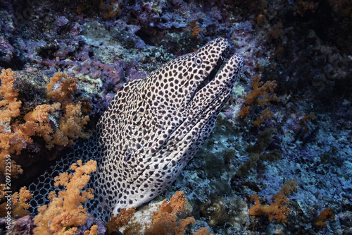 Laced moray eel in coral reef at Banda Sea, Indonesia 