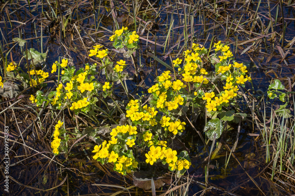Marsh Marigold in Odrynki village in Podlasie, Poland Marsh Marigold in Odrynki village in Podlasie, Poland