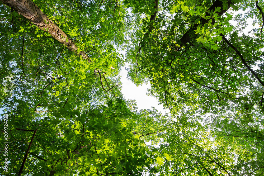 Fototapeta premium treetops