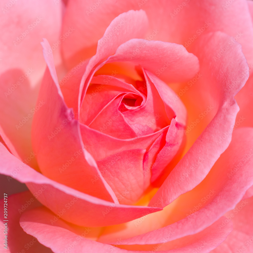 Rose Rose