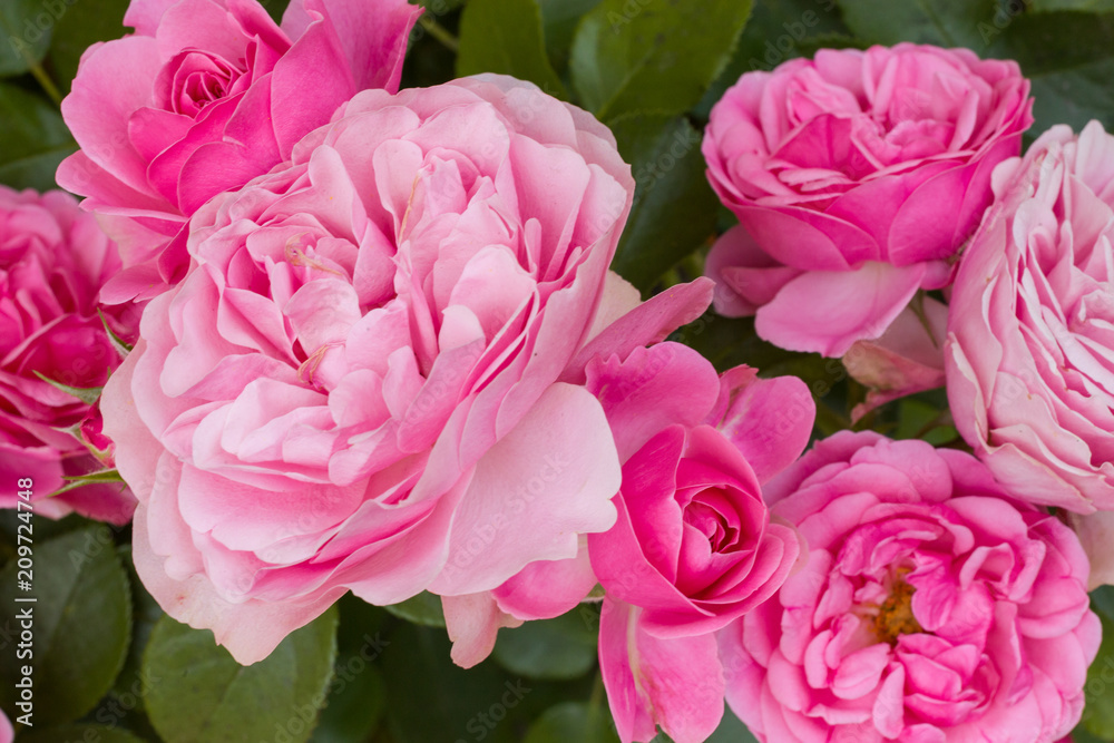 Rose Rose