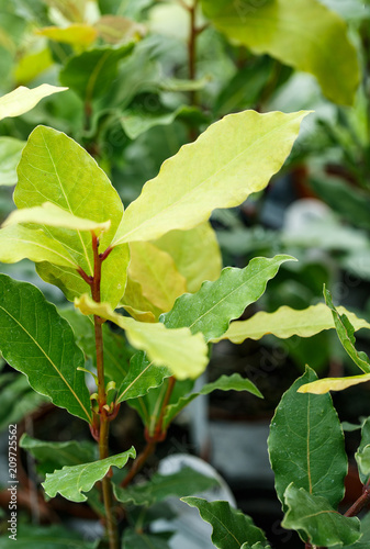 Bay Leaf Plant