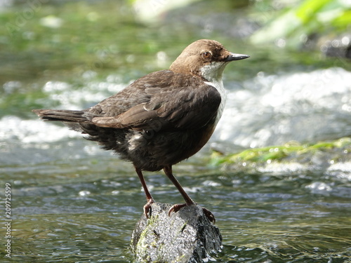 Dipper (Cinclus cinclus)