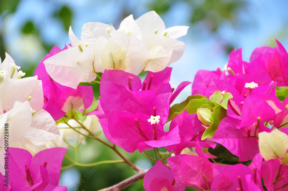 beautiful lush flowering Bougainvillea flowers
