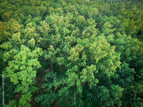 The top of the forest at sunset