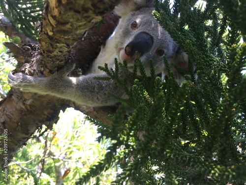 Photography Koala chilling in tree