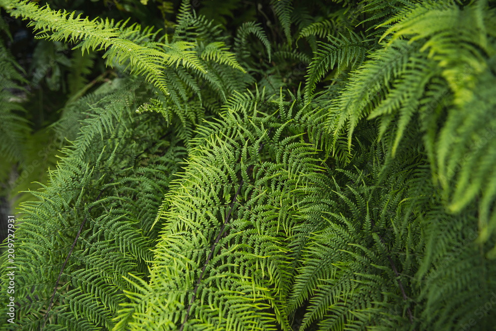 Beautyful ferns leaves green natural background. Fern leaf with water drops in natural background.
