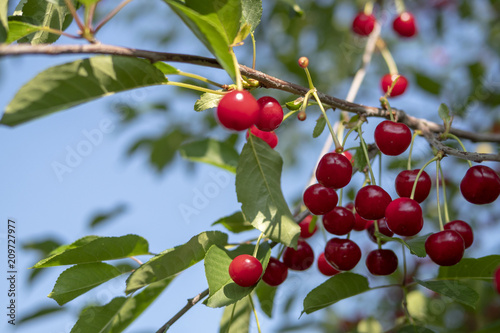 cherry orchard, berries on branches
