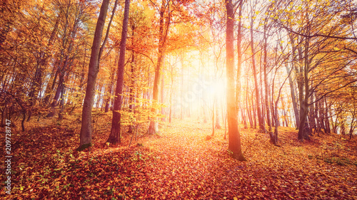 Lichtstimmung im Herbstwald - Indian summer