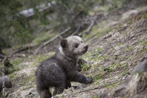 Fototapeta Naklejka Na Ścianę i Meble -  baby bear turning around