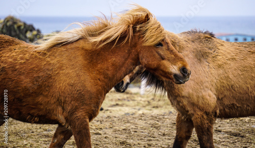 Icelandic horses in Hellisandur town