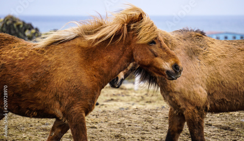 Icelandic horses in Hellisandur town photo