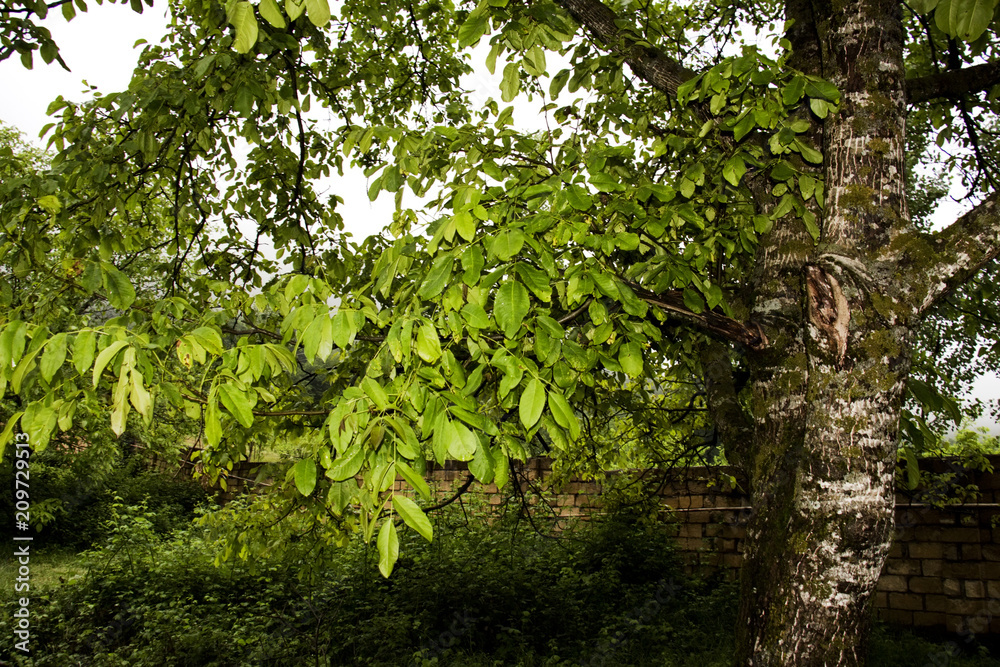 Fototapeta premium Green tree branches under the sky