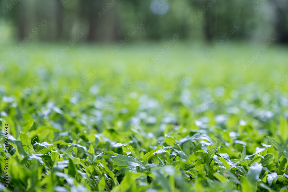 Closeup image of green grass in a yard